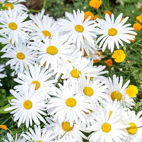 Vista 15 de Eden Brothers Semillas de margarita (pintadas) - Robinsons Giant Mix