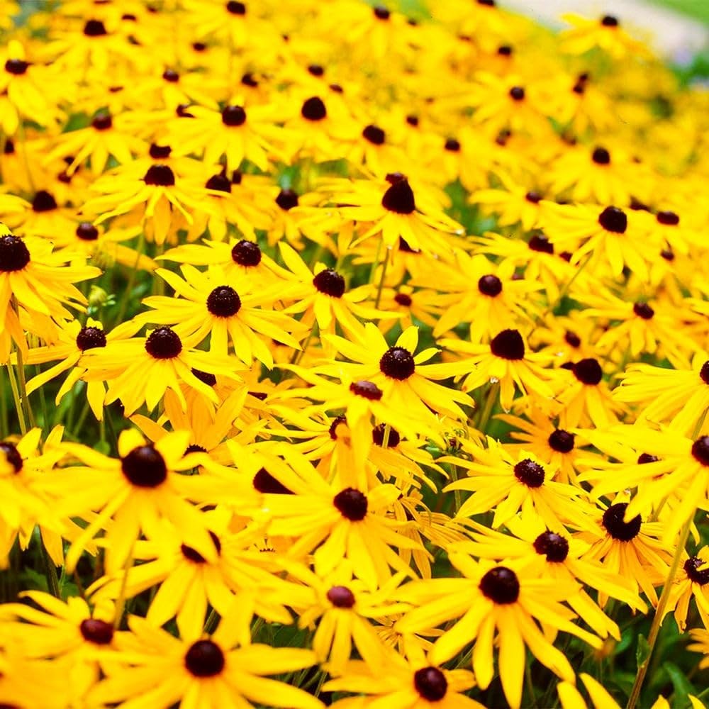 Black-Eyed Susan Seeds - 150+ Count Packet - for 2025 Planting Garden Seed Rudbeckia Hirta Yellow Daisy Brown Betty Ox Eye