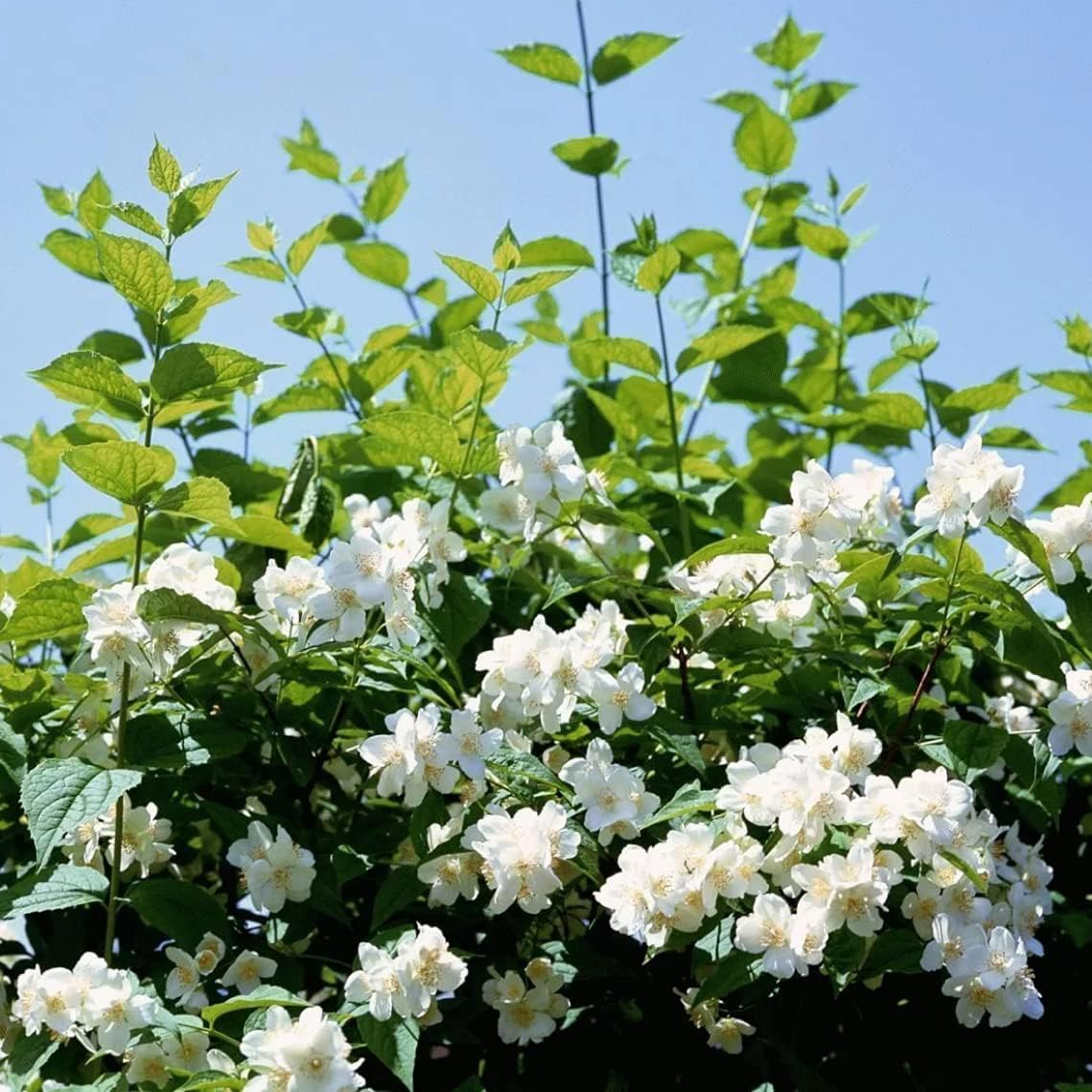 200+ Jasmine Seeds for Planting - 5 Different Color of Jasmine - Non-GMO