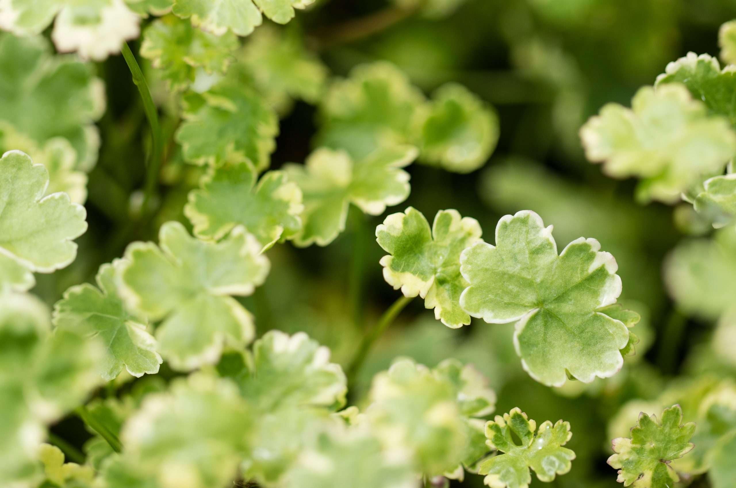 Lincolnshire Pond Plants Ltd - Hydrocotyle sibthorpioides variegata (Crystal Confetti) - Marginal Oxygenating Pond Plants - OX011-1 / 1Ltr Potted