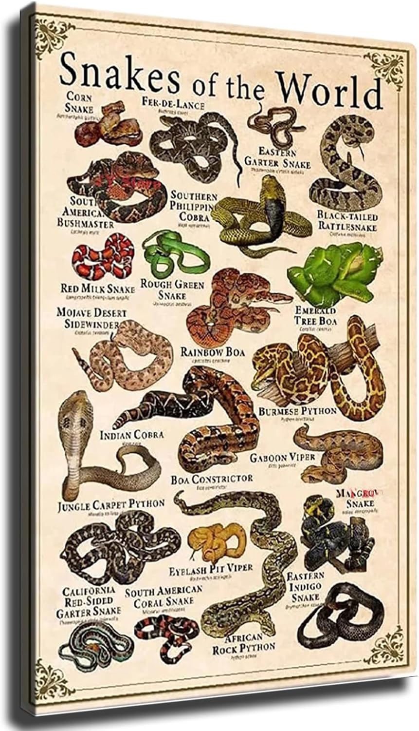 Amazon.com: VhoMes Snakes Knowledge Poster Home Wall Art Decor ...
