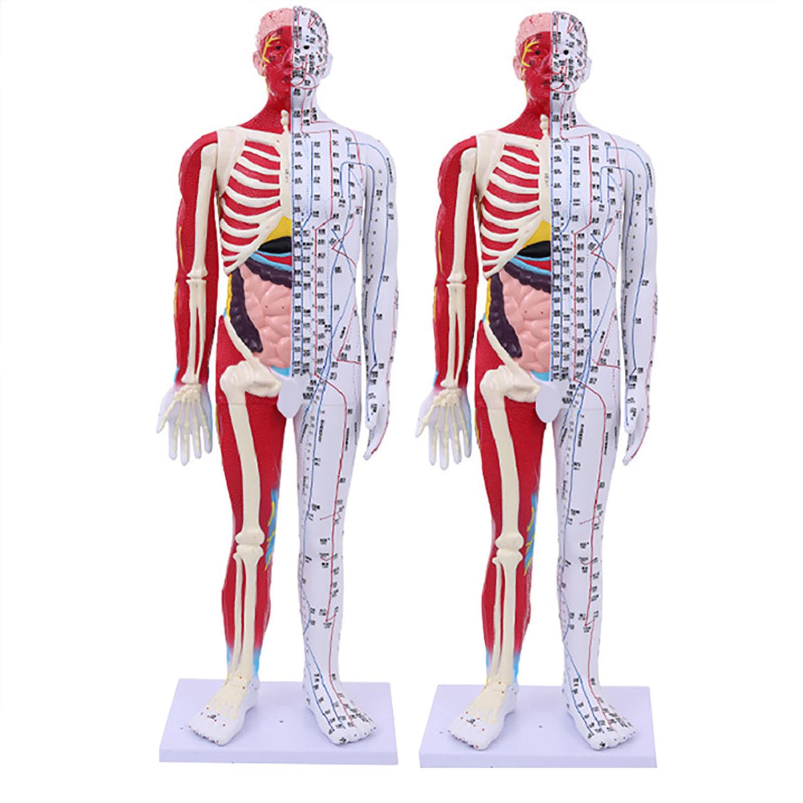 SORECI 85cm Human Acupuncture Model - Human Muscle Skeleton Anatomical Model - Education Study Human Male Acupuncture Anatomical Model with Acupuncture Points