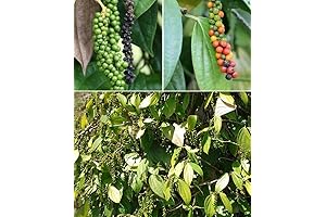 30+ Black Pepper Seeds - Piper Nigrum - Fragrant Herbs And Spice