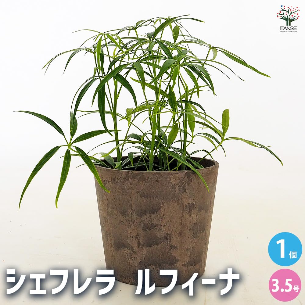 Amazon｜ITANSE シェフレラ ルフィーナ 3.5号 1個売り 観葉植物