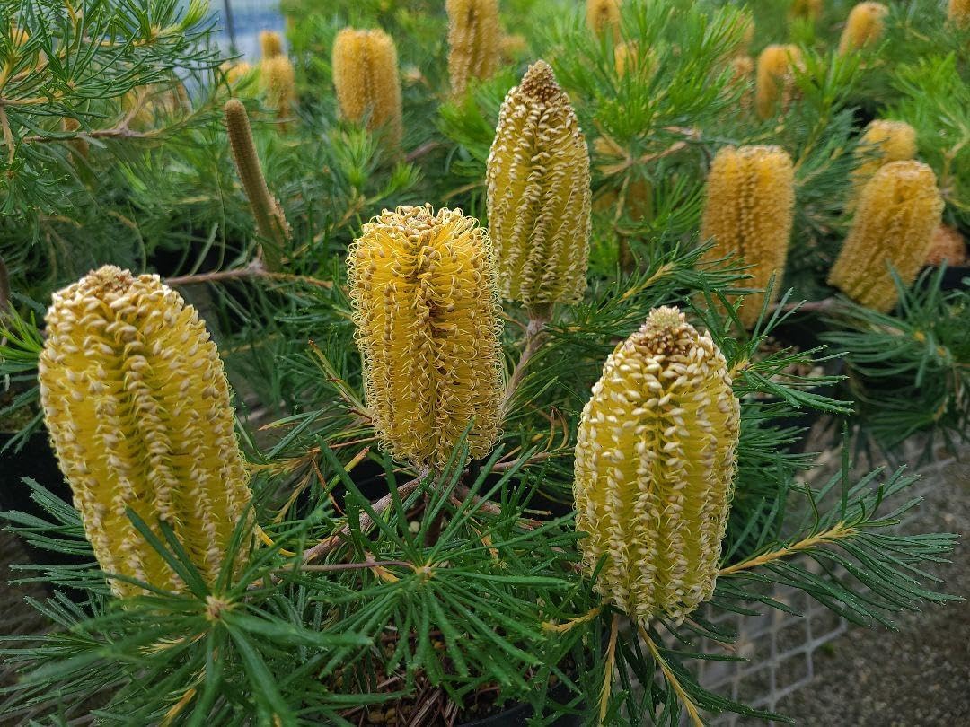 ④花芽付きバンクシア バースデーキャンドル6号鉢　大苗 花芽 バンクシア バースデーキャンドル6号鉢 大苗 観葉植物 鉢花