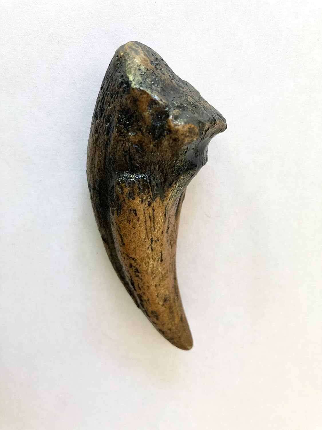 Gorgosaurus Claw Replica – 4.3" Fossil Cast from Late Cretaceous Predator