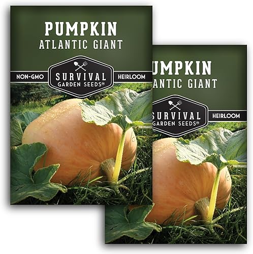 Miniatura 10 de Atlantic - Semillas de calabaza gigante para plantar, 1 paquete con instrucciones para plantar y cultivar calabazas extremadamente grandes