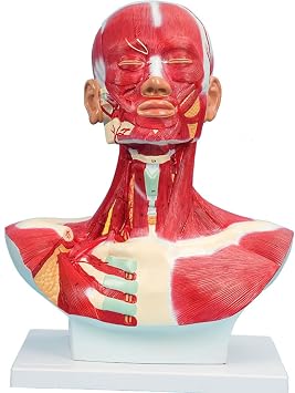 Human Muscle Model, Education Head and Neck Chest Muscle Anatal Model, Human Head and Muscle Anatal Model for Micro Plastic Face Training