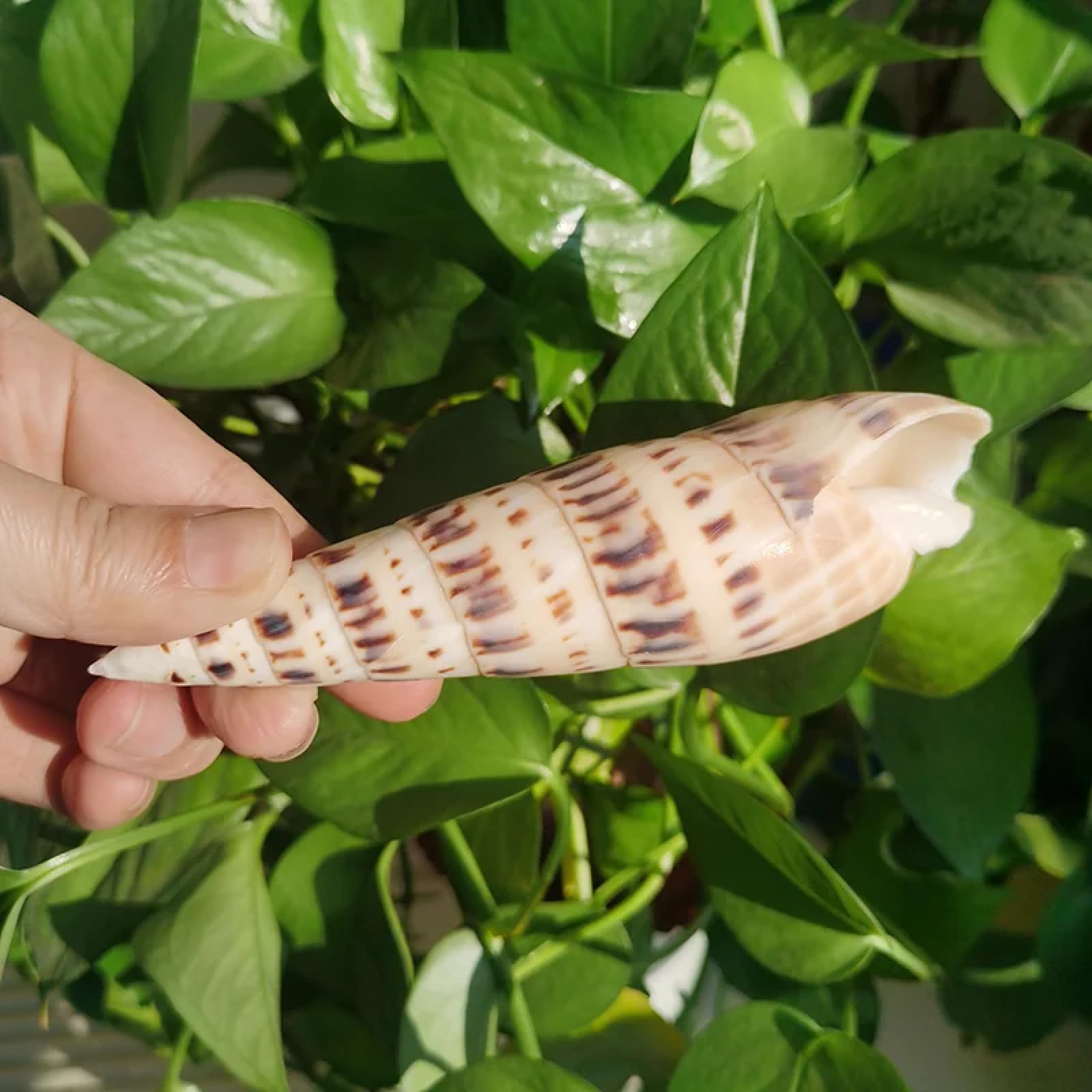 Conchiglie per la decorazione, 1 pezzo 14-16 cm grande marlin picco conchiglia terebra maculata ornamento da spiaggia conchiglie marine naturali per decorazioni per la casa dell'acquario