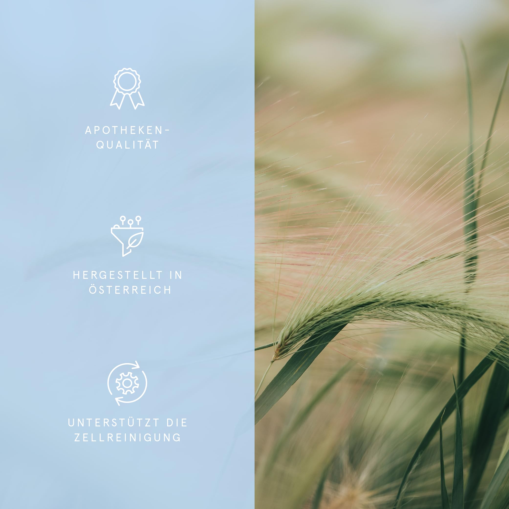 Spermidin Longevity Kapseln - 2 mg natürliches Spermidin | Spezialformel für Better Aging | Plus Melonenkonzentrat, Trans-Resveratrol und OPC | Apothekenqualität aus Österreich