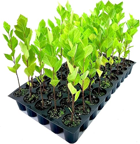 Miniatura 1 de Árbol sicómoro americano  3 plantas vivas  Platanus Occidentalis  Proveedor de sombra resistente, de rápido crecimiento  Perfecto para paisajismo y