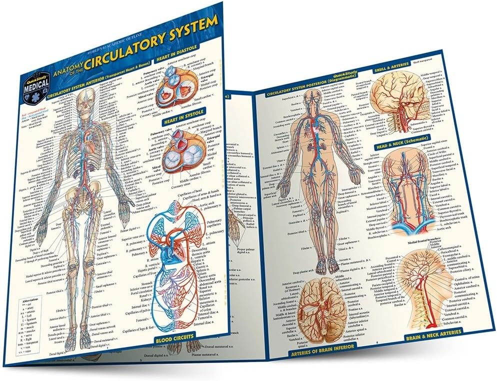 Circulatory System