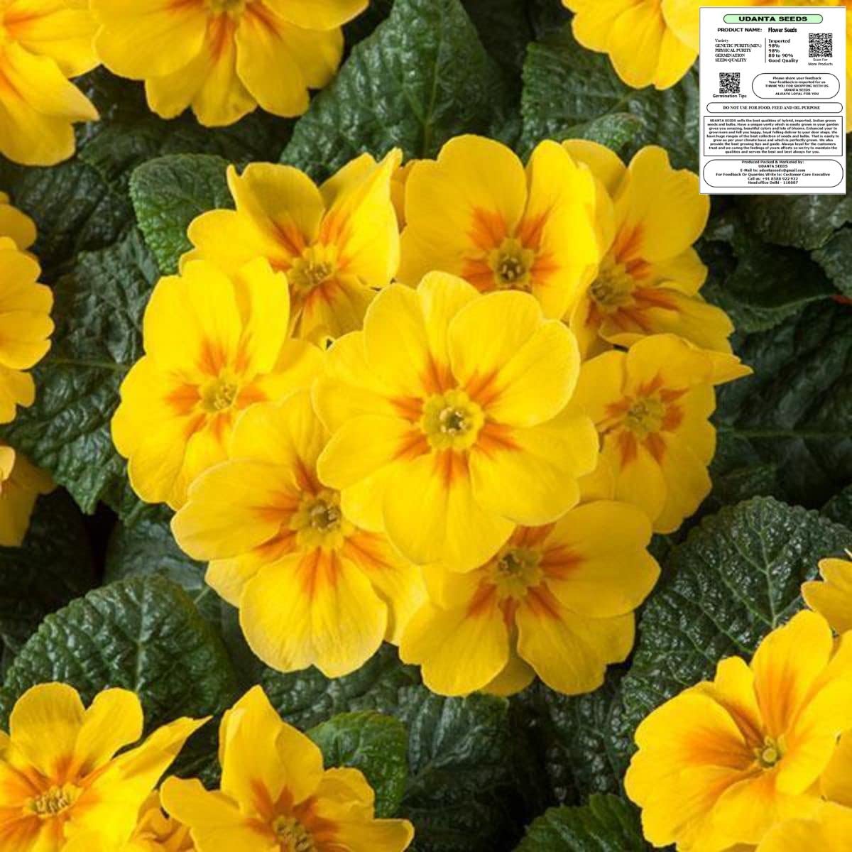 Udanta Seeds Primrose - Primula Lemon Yellow Flower Seeds Imported Series - Pack of 50 Seeds