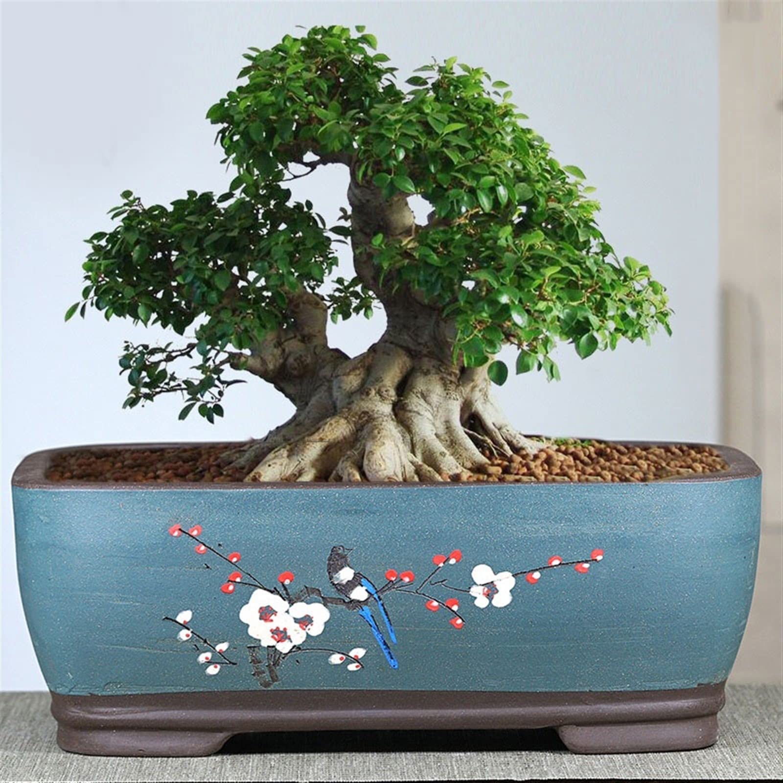 Amazon｜クリエイティブ植木鉢植物コンテナ紫砂植木鉢ベゴニア