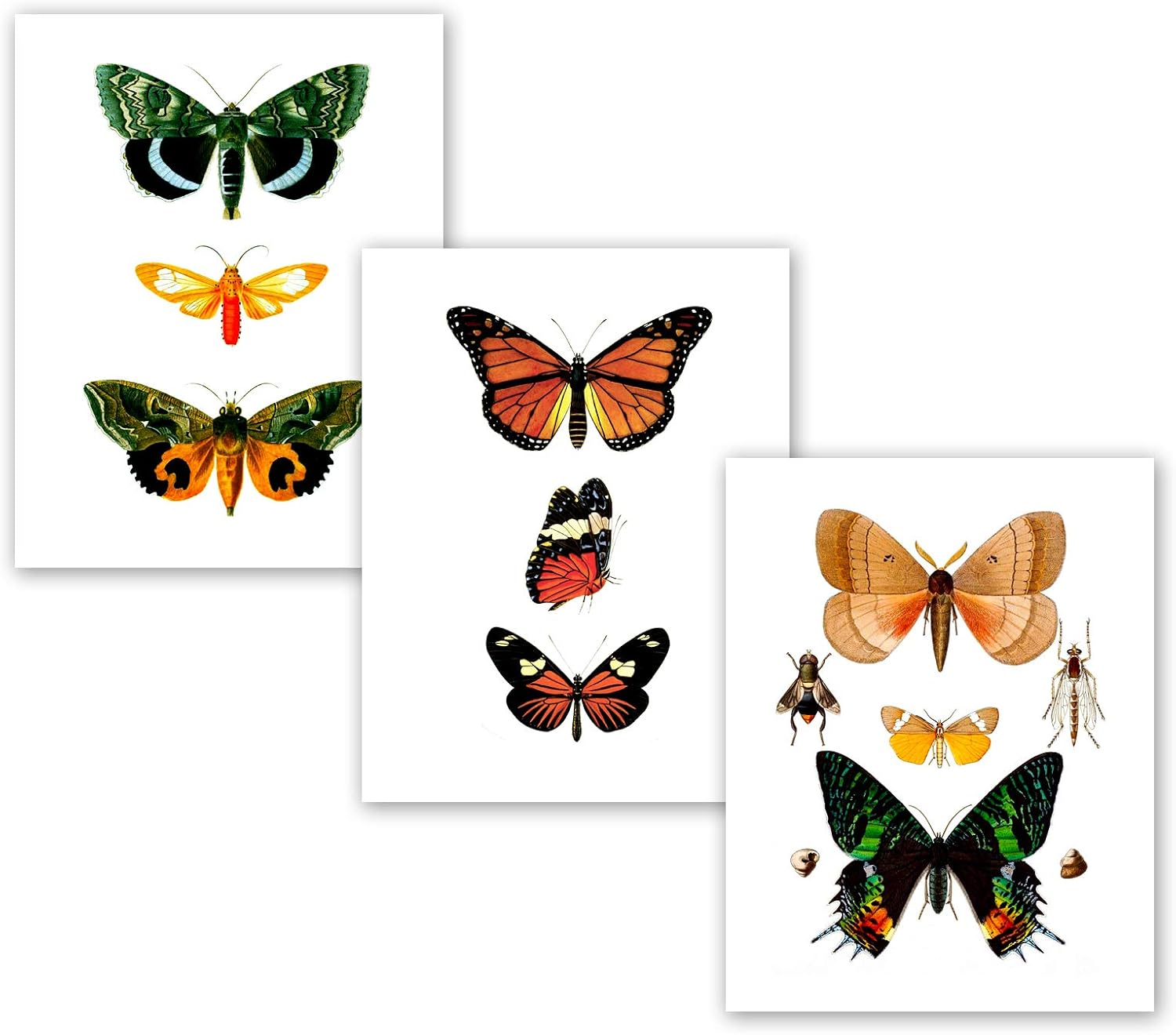 Butterfly Wall Decor set of 3 Art Prints Unframed Colorful Wall Art