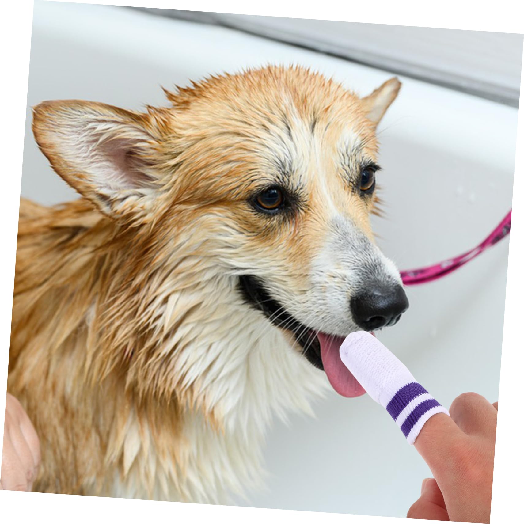 BESPORTBLE 30stücke Teiliges Katzen Und Hundezahnbürsten Nylon Sanfte Fingerzahnbürsten Für Mundpflege Von Haustieren Für Frischen Und Zahnhygiene