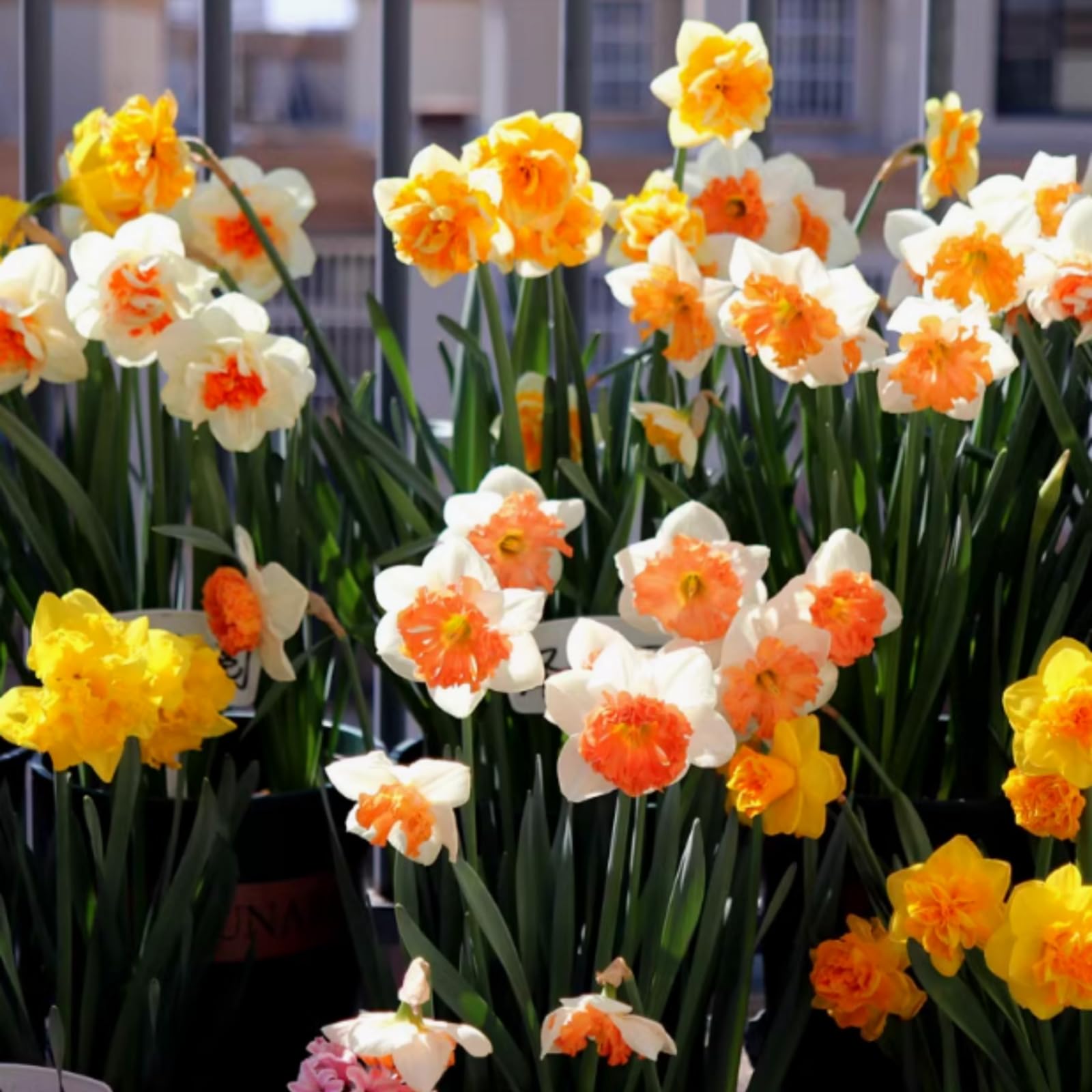 Brilliant Daffodils/Narcissus, Hardy Perennial Bulbs, Stunning Garden Displays, Professionally Grown-10 Bulbs-B