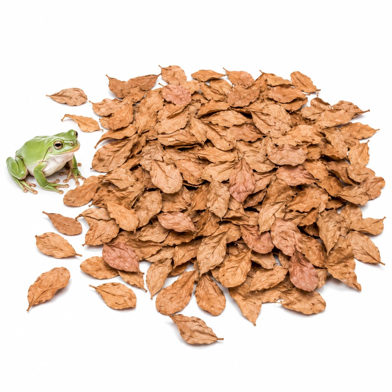SunGrow Mini Catappa Leaf Litter for Frogs, Increases Humidity, Ideal Hunting Ground for Fierce Frogs, Makes Terrarium Feel Like Home, Easy Maintenance, A Must for Dart Tadpoles, 100 Pcs