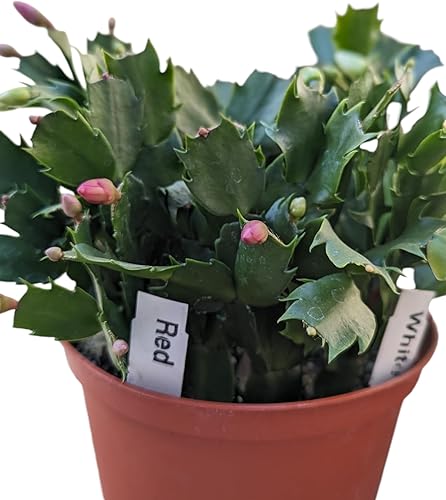 Miniatura 3 de Cactus de Navidad rojo y blanco, planta de interior viva en maceta de 6 pulgadas, impresionante planta con flores