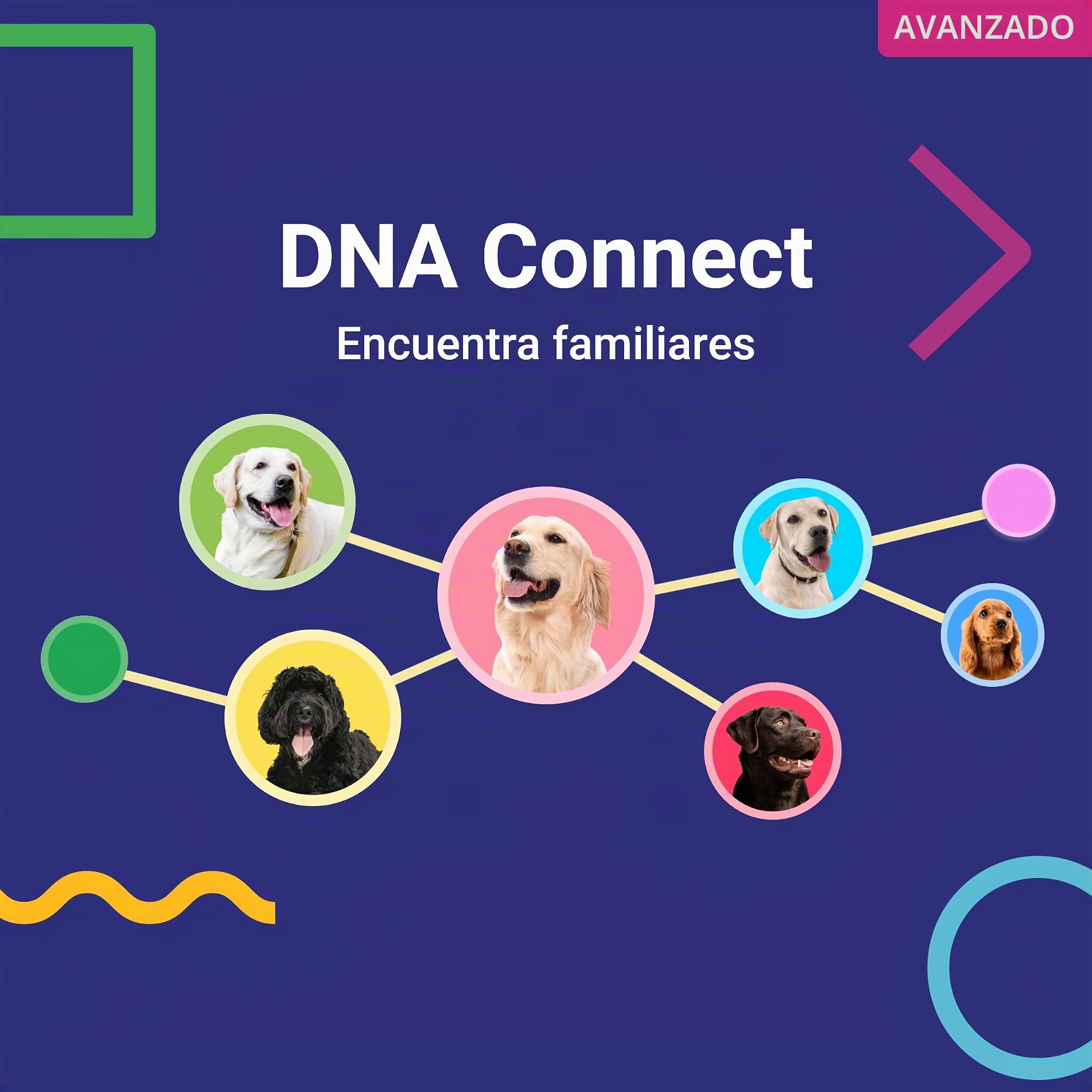 Koko Genetics test ADN perros Advanced (+175 reportes de razas, salud y rasgos). Actualizaciones sin coste