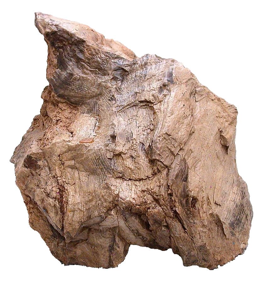 10 Lb 11.6 Oz 11 1/2 Inch Goose Creek Nevada Petrified Fossil Wood Specimen SR1