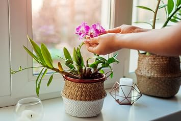 Sun Bulb 50240 Better Gro Dendrobium Mix, 8 Quart, Natural|Browns