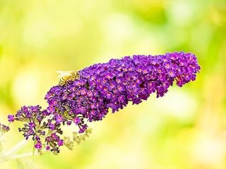 Greenwood Nursery: Live Shrub Plants - 'Black Knight' Butterfly Bush + Buddleja/Buddleia Davidii - [Qty: 1x Pint Pot] - (Click for Other Available Plants/Quantities)