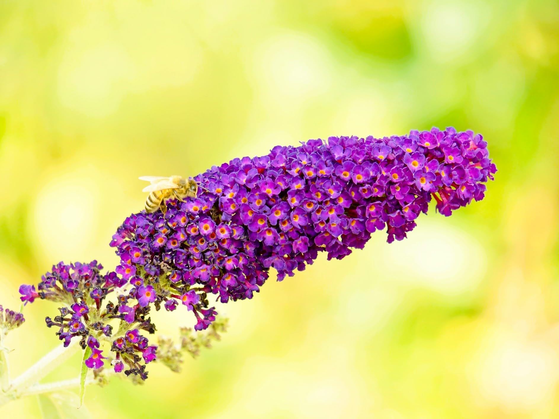 Greenwood Nursery Black Knight Butterfly Bush 1x Pint Pot