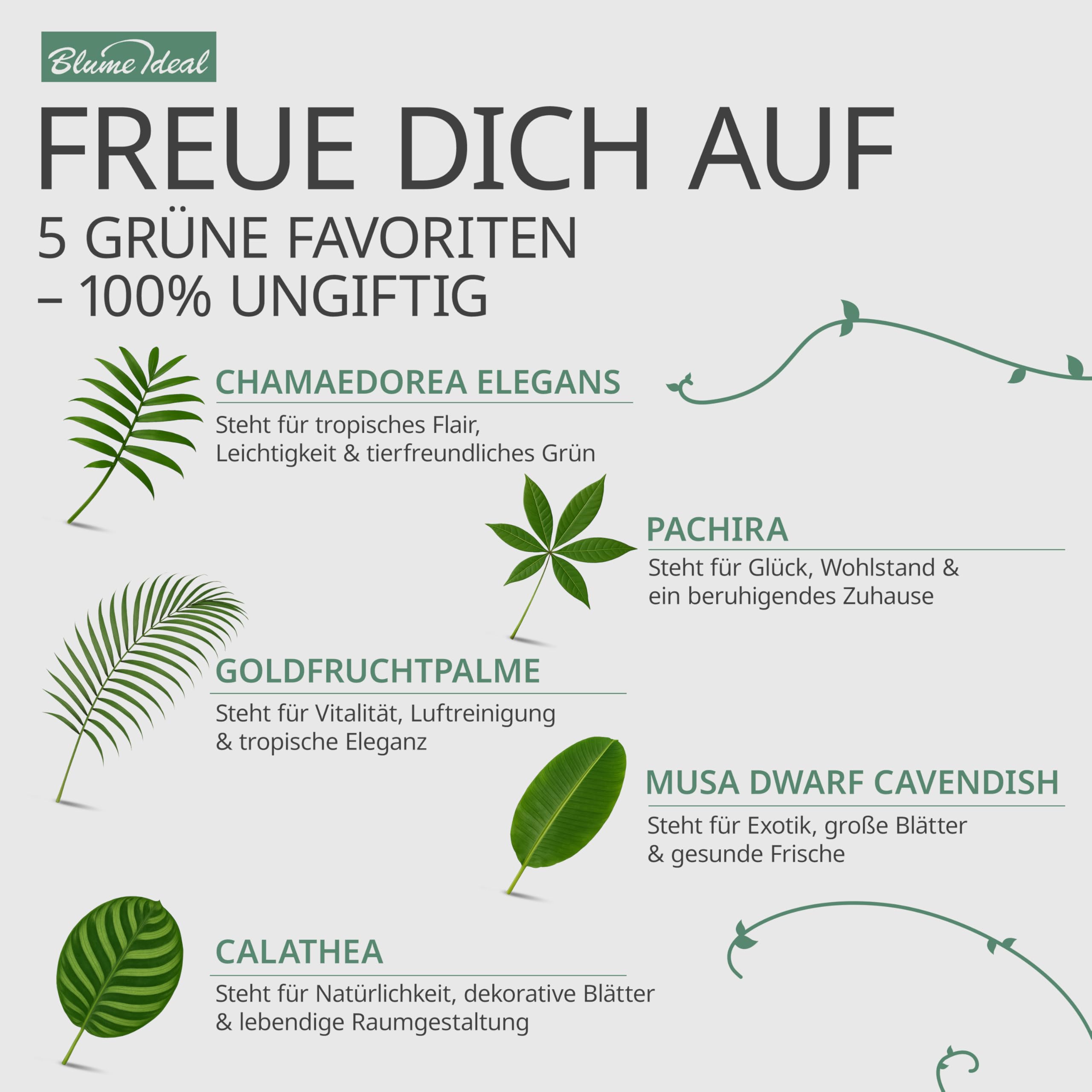 “Tierfreund” Pflanzenset | 5er-Set | Pachira, Bergpalme, Musa, Calathea, Areca | ca. 30-60 cm | Ø 12-15 cm Topf | Ungiftige Zimmerpflanzen für Wohnung und Büro