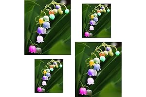 LilyAmbizu Lin Lan Flower Plant