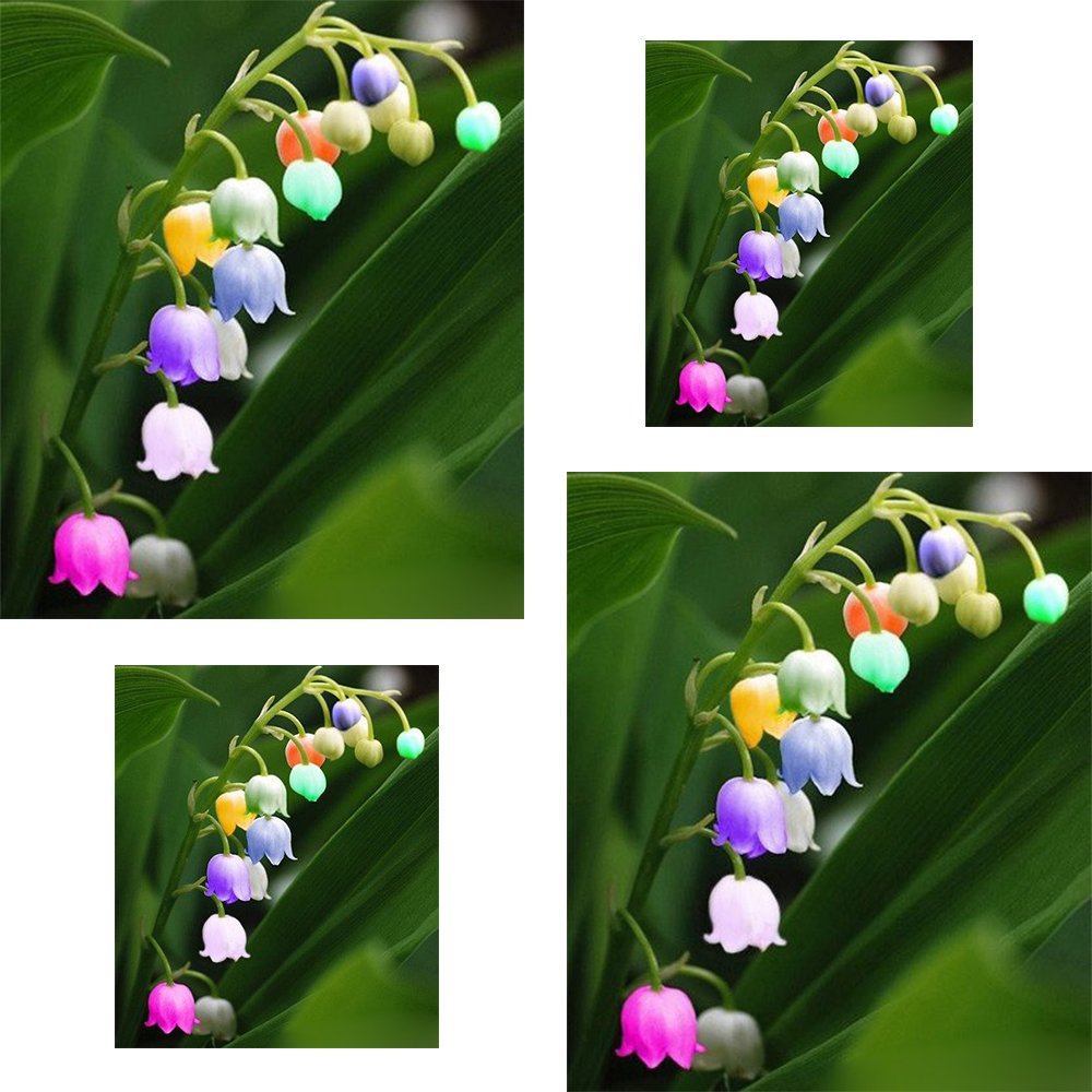 (Colorful LilyAmbizu 10+10 Seeds / Pack, Convallaria Majalis Colorful Lily of the Valley