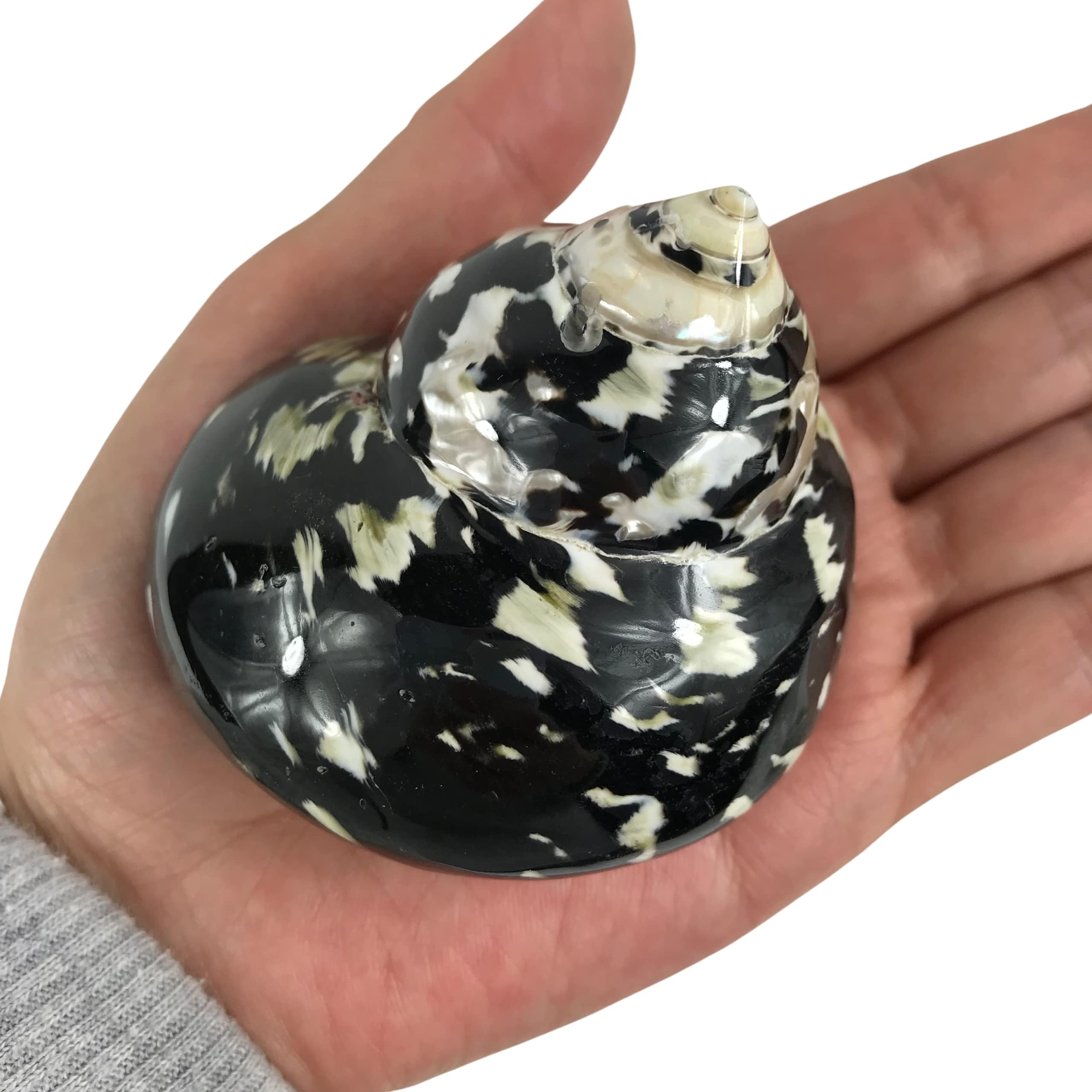 Amazon.com: MMvloesy 1PC Black Polished Magpie Turbo Sea Shell, Hermit ...