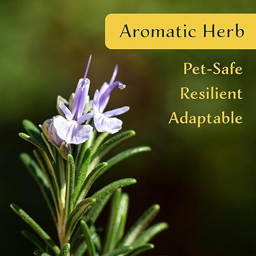 Miniatura 3 de Rosmarinus officinalis 'Ken Taylor' Rosmarinus officinalis 'Ken Taylor' - Hierba perenne fragante para cocinar, jardines y contenedores  Plantas