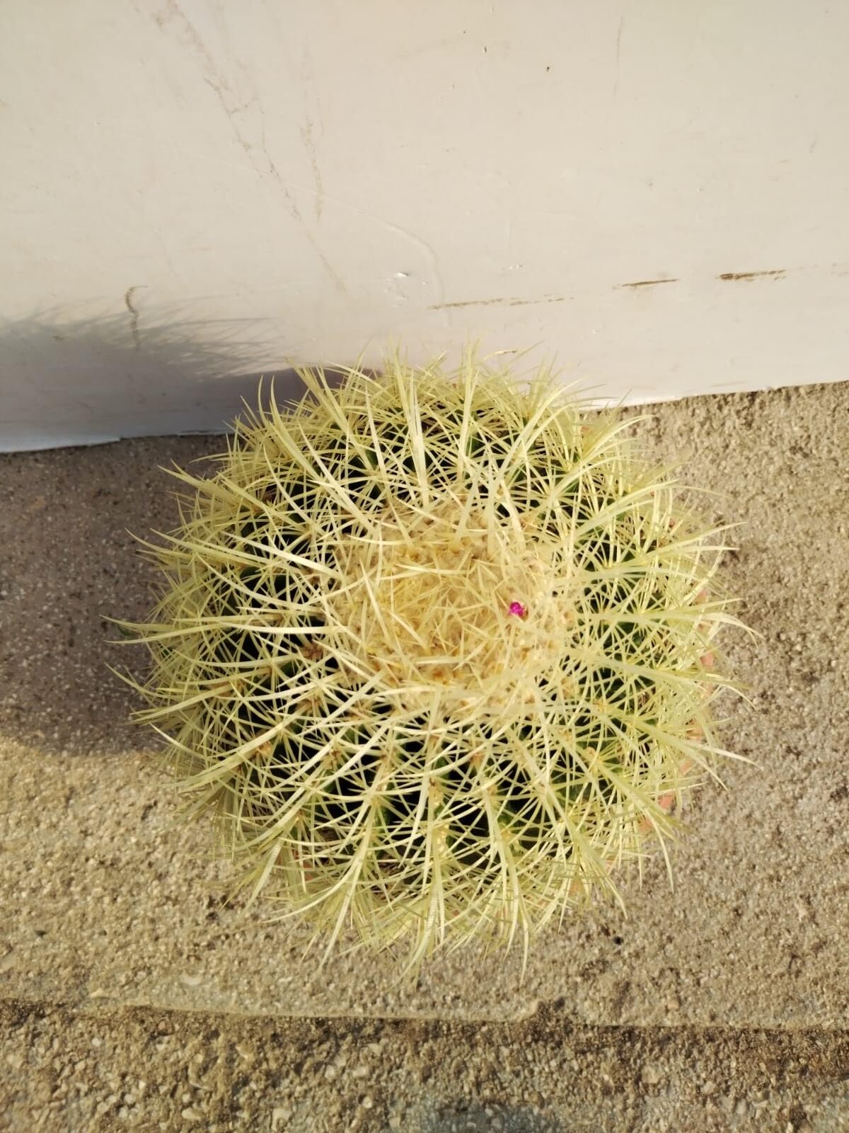 PIANTA DI ECHINOCACTUS GRUSONII cuscino della suocera cactus grasse