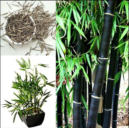 OHXSM Semillas de bambú negras de semillas de plantas raras, más de 20 piezas de semillas de Phyllostachys Nigra