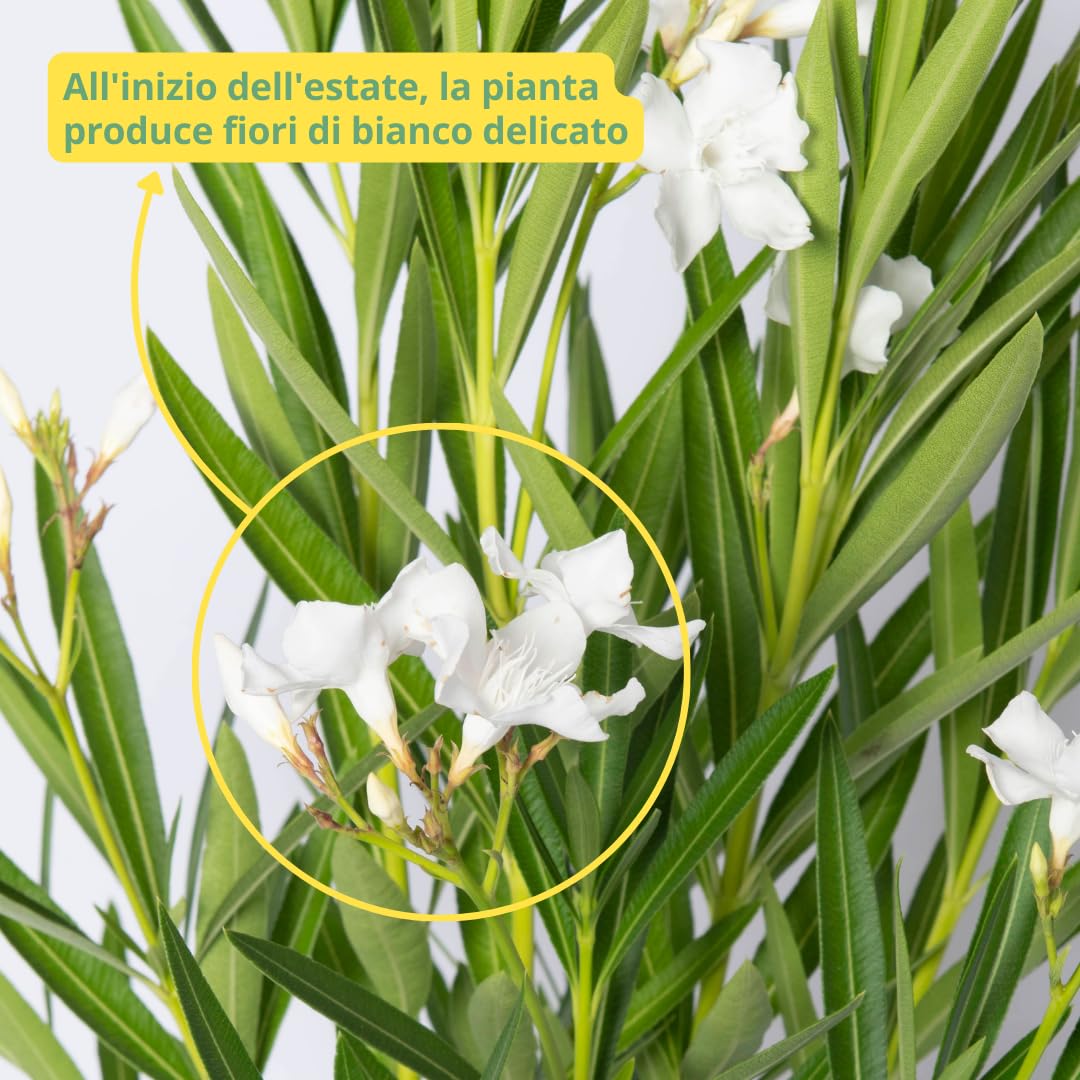 NERIUM OLEANDER, Oleandro Piante vere da esterno usato per decorare ambienti urbani, Piante da siepe sempreverde con foglie lucide e coriacee Diametro vaso 19 cm (Bianco)