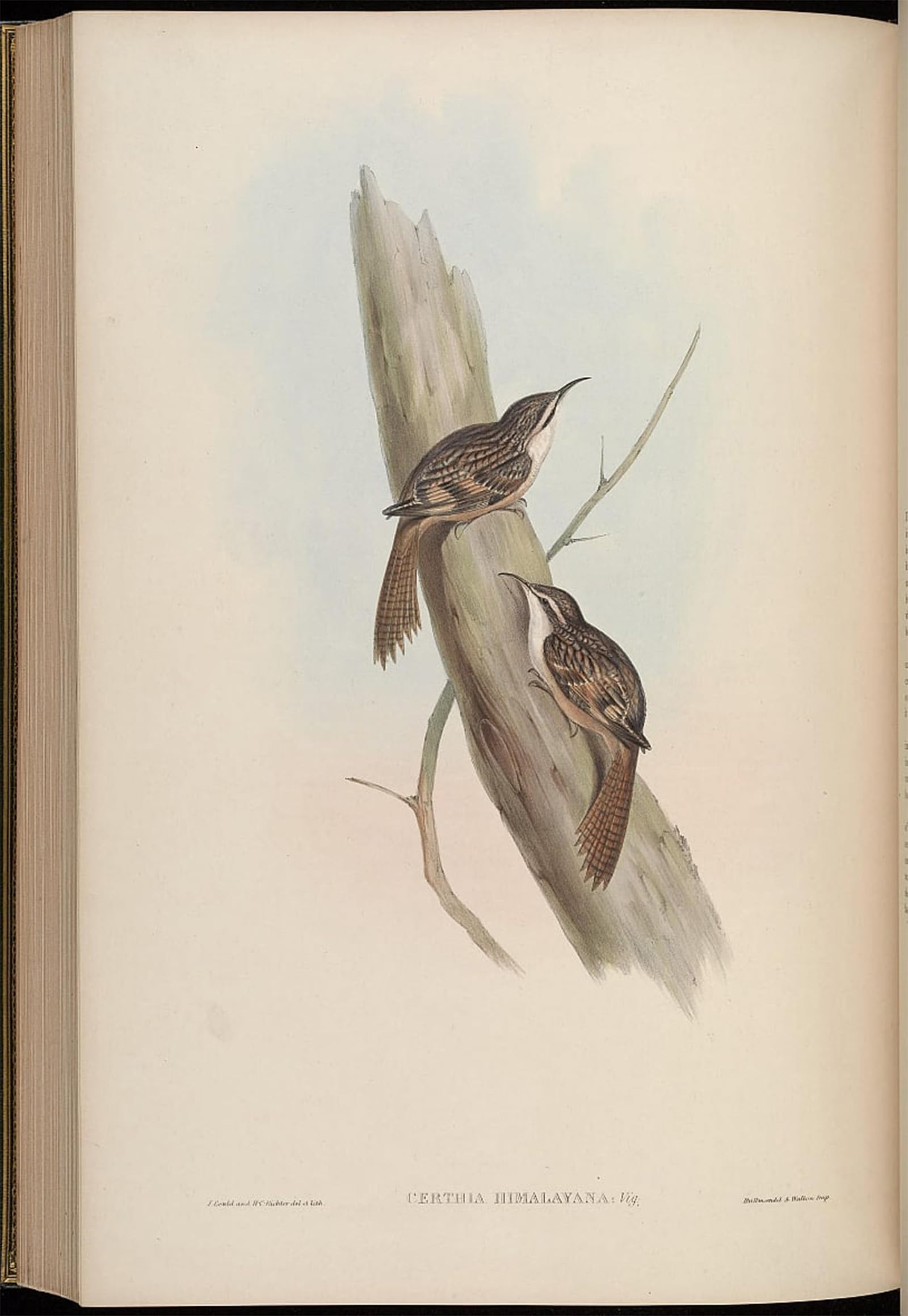 POSTERIIk Famous Modern Artwork Art Mural Animal Bird Certhia Himalayana by John Gould Oil Paintings Pictures for Home Decor 60x90cm