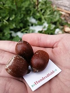 Hundredfold Northern Red Oak 3 Tree Nut Acorn Seeds - Quercus rubra North America Native, Champion Oak, Large Specimen & Shade Tree, Beautiful Fall Color, Packed and Shipped in Canada