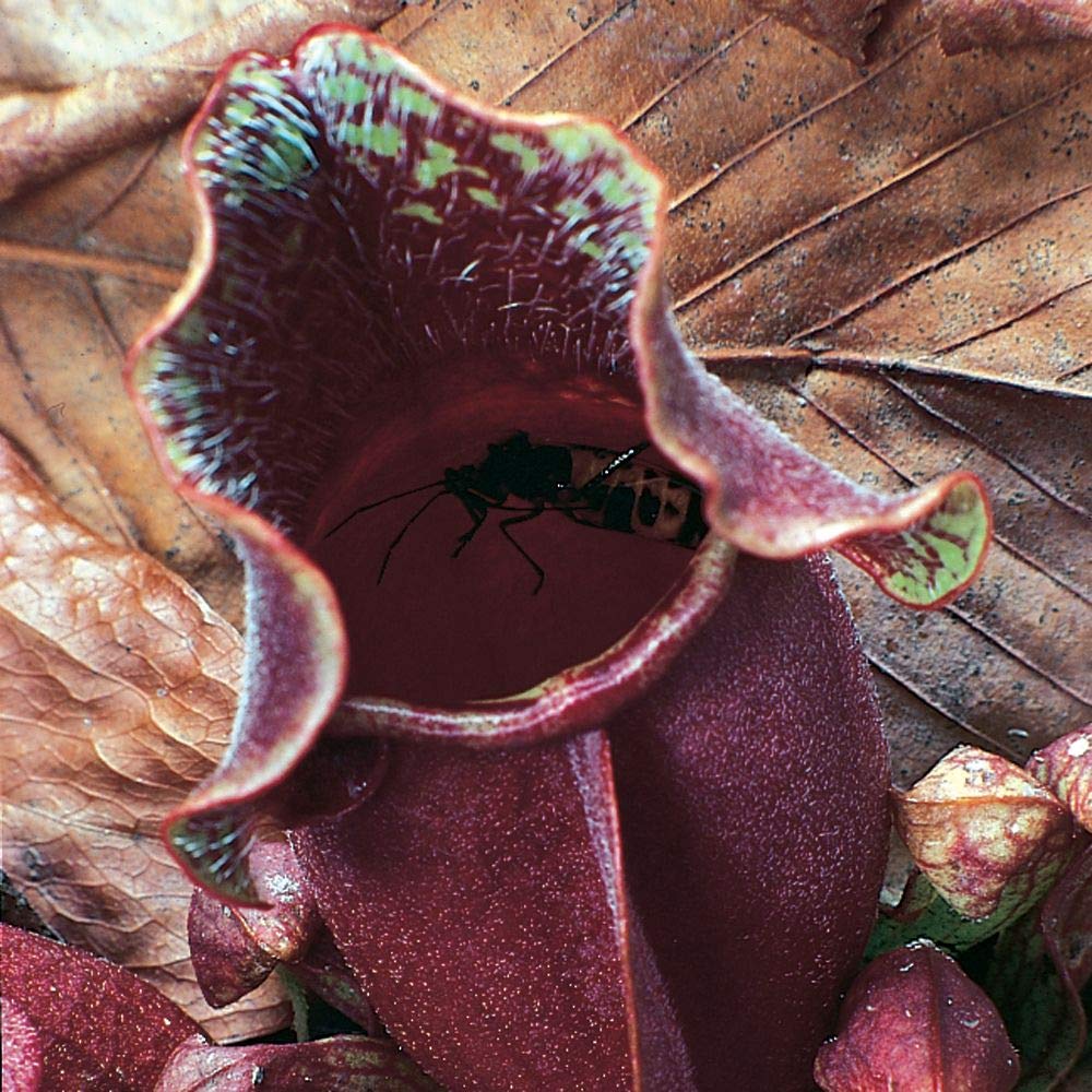Carolina Biological Purple Pitcher Plant