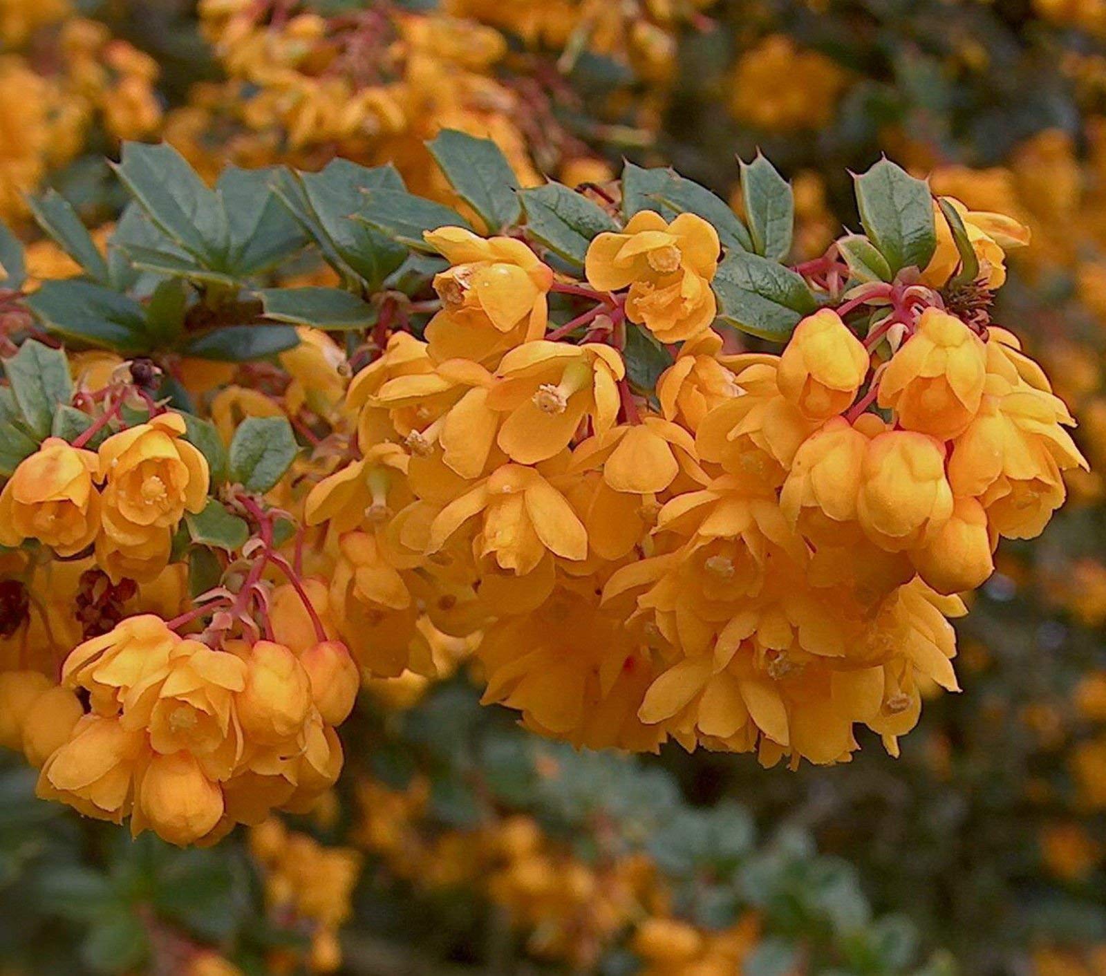 Frutta Tasty | Berberis darwinii Crespino | Exotic Hard-2-Trova | 20 Semi