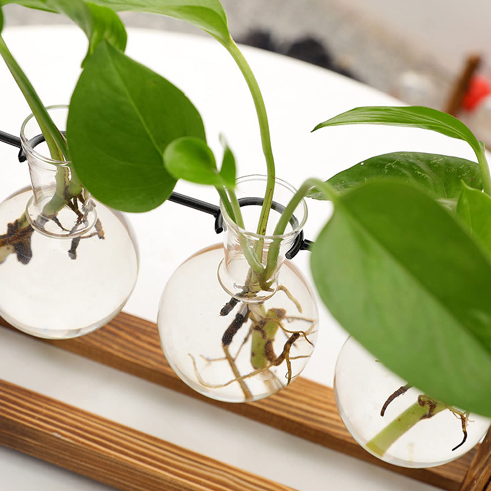 Dekoratives Pflanzen terrarium mit stabilem Retro-Holz ständer für das Hausgarte