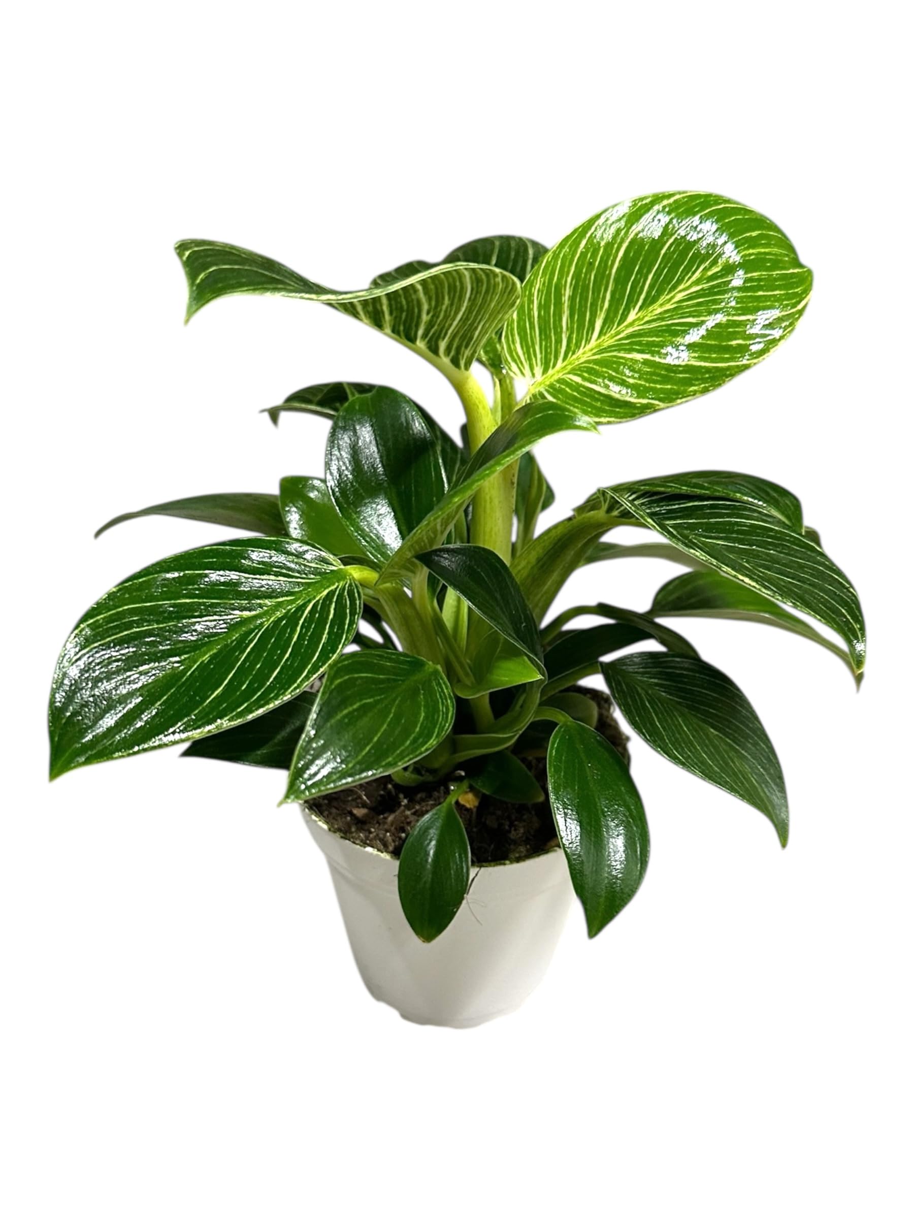 Hopewind Plants Shop Philodendron Birkin