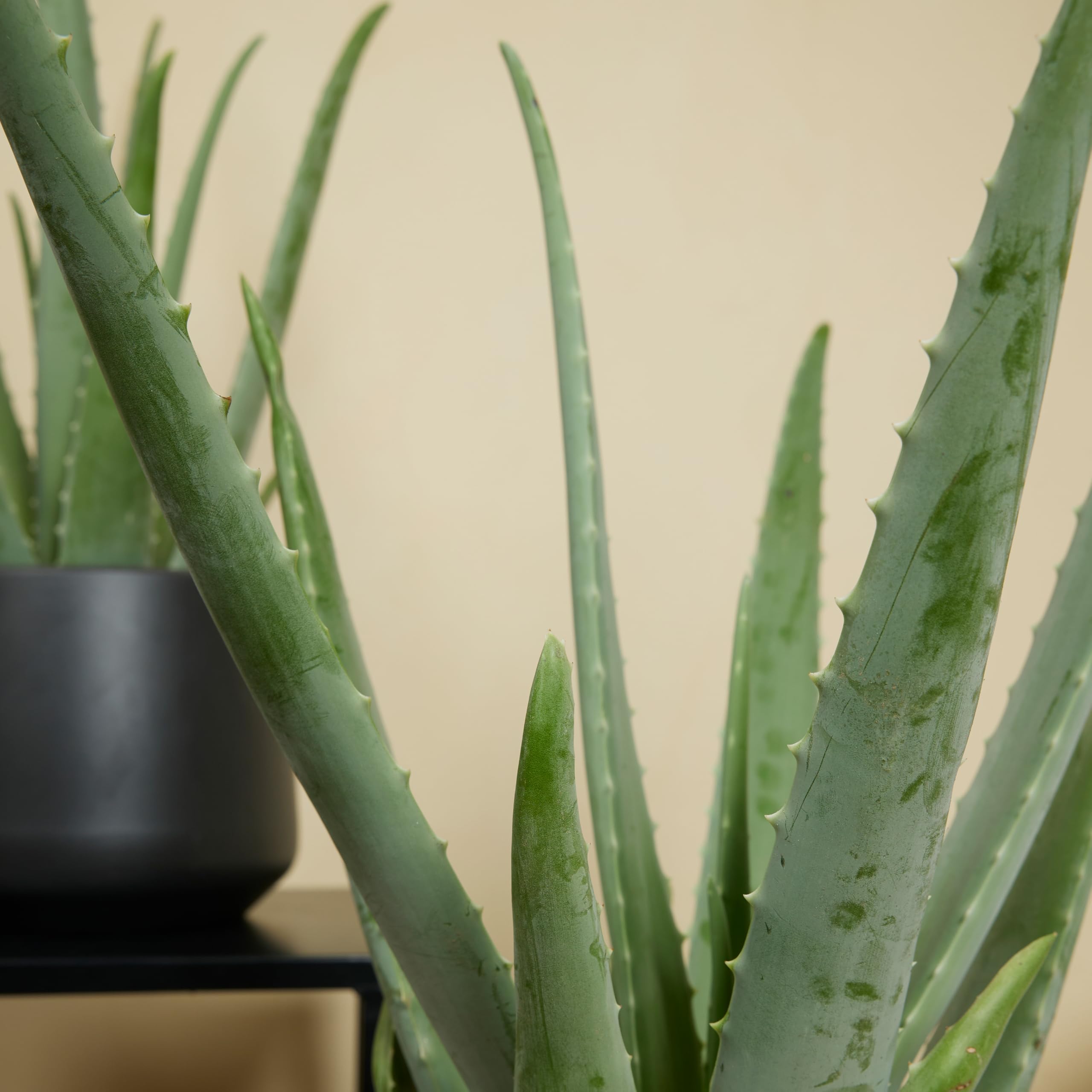 Bloomique - 2er-Set - Aloe Vera - Zimmerpflanzen - Sukkulenten - Sukkulenten  - sehr pflegeleicht - 50-60 cm hoch - Topf 17 cm : Amazon.de: Garten