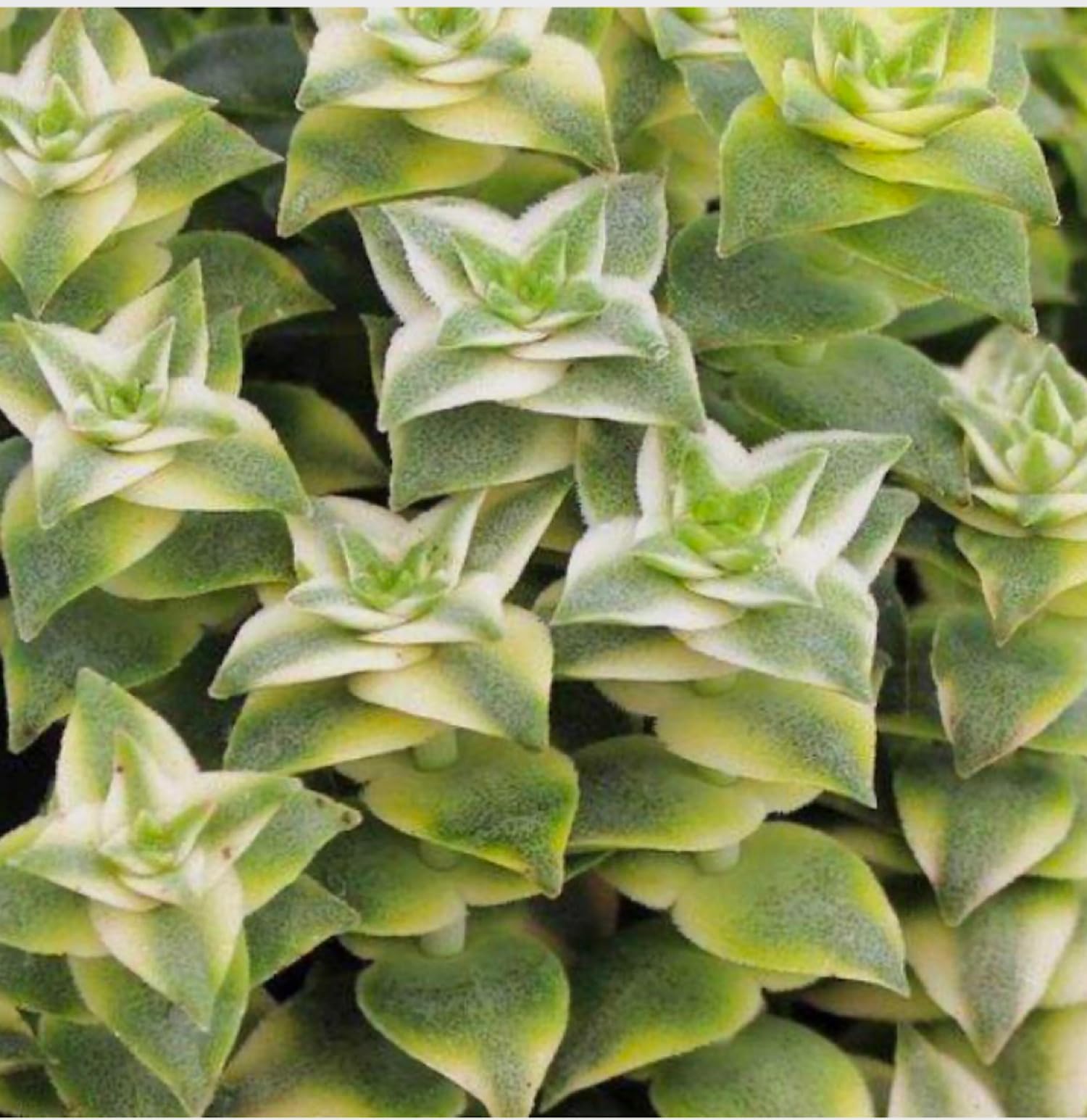 zz.plant 45