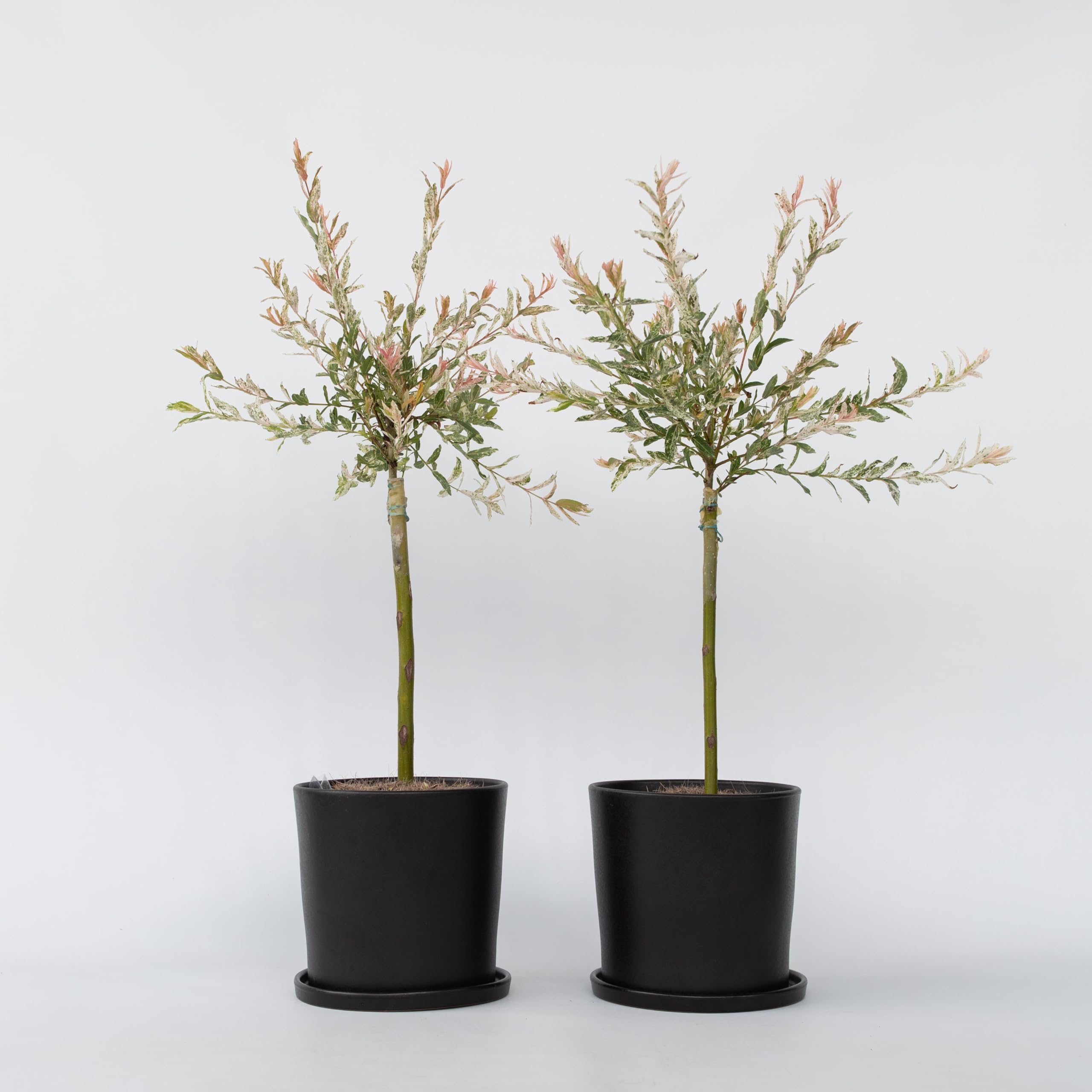 Plant in a Box - Salix integra 'Flamingo' - Set de 2 - Plante exterieur jardin persistant - Saule crevette - Saule panaché - Pot 17cm - Hauteur 60-80cm