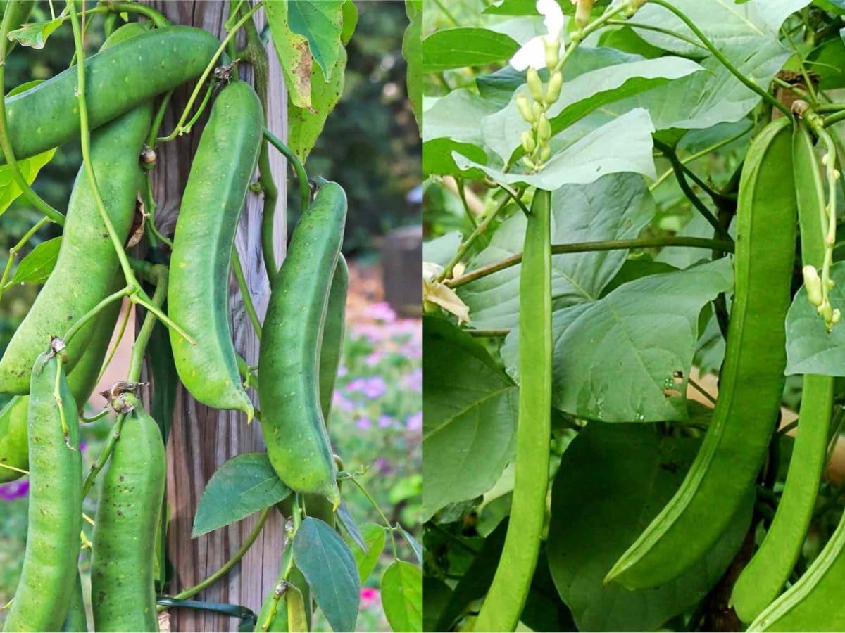 Sword Bean/Mousim seed (pack of 15 seeds) (B0CPSHDPGF) Amazon Price History, Amazon Price Tracker