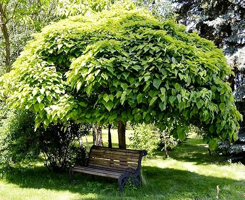 Miniatura 3 de Indian Bean Tee Árbol de cigarros del sur Catawba Árbol Catalpa Bignonioides 10 Semillas