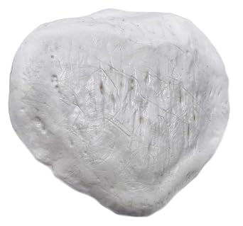 Patella Bone Model - Left - Anatomically Accurate Human Kneecap Bone Replica - hBARSCI