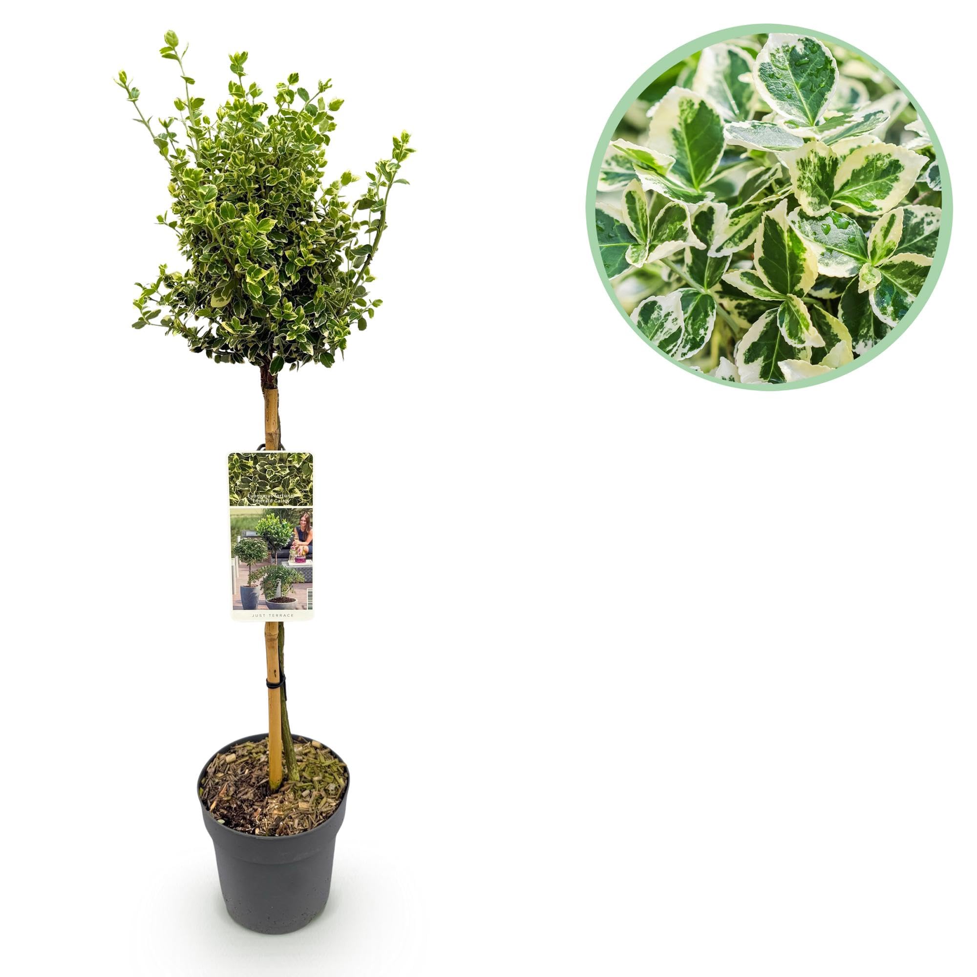 Pianta su Fusto Euonymus, per Terrazzo, Verde-Grigio, Vaso 19cm Alt 90cm