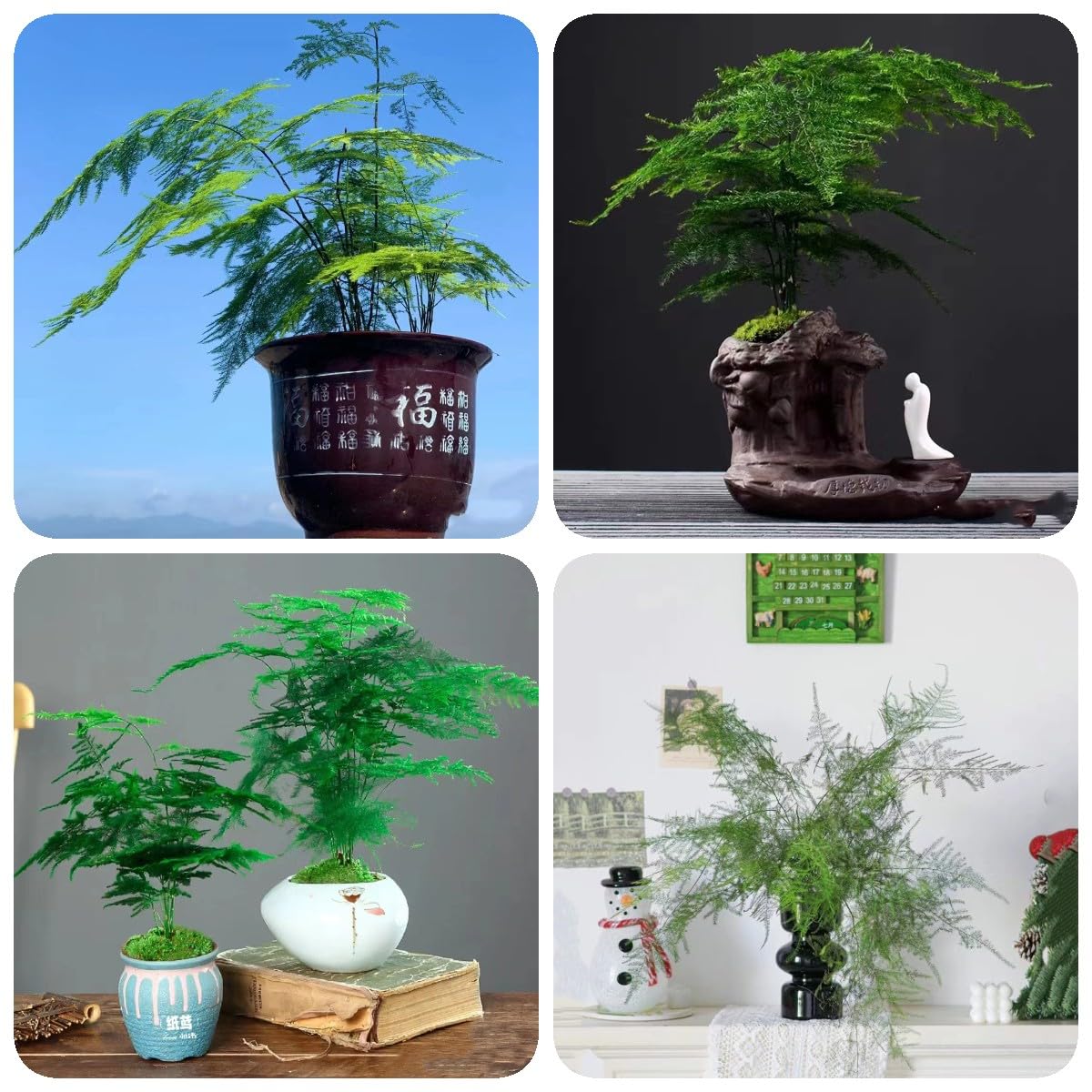 150 pcs bambus pflanzen winterhart samen - Asparagus setaceus -  zimmerpflanzen samen, Zierspargel, winterharte pflanzen fr balkon Bonsai  Baum, gewchshaus balkon nachhaltige geschenke : Amazon.de: Garten